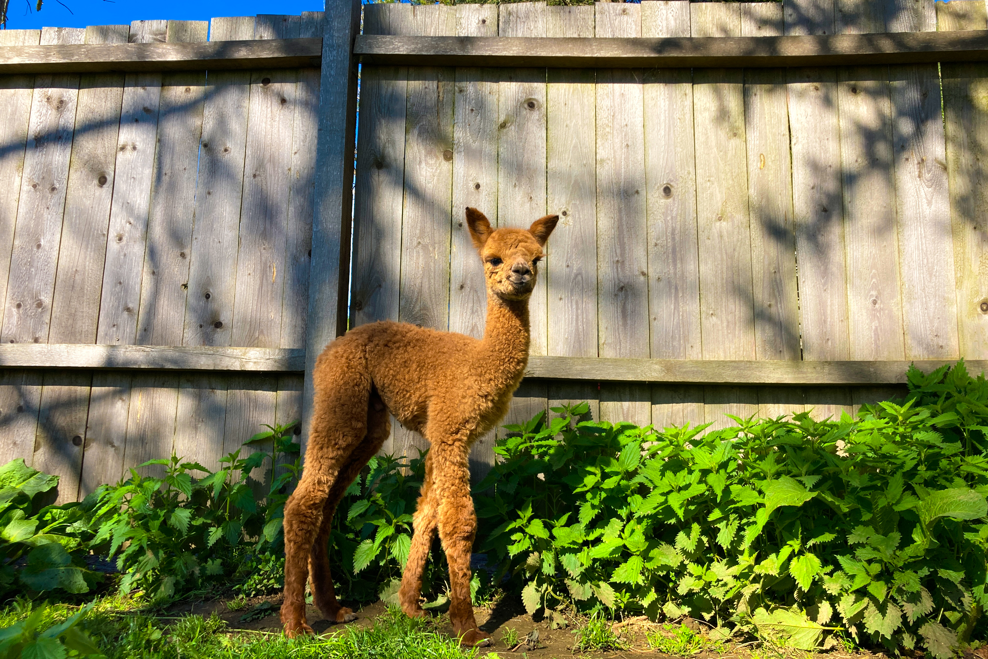 Alpaka-Hofführung Furth im Wald