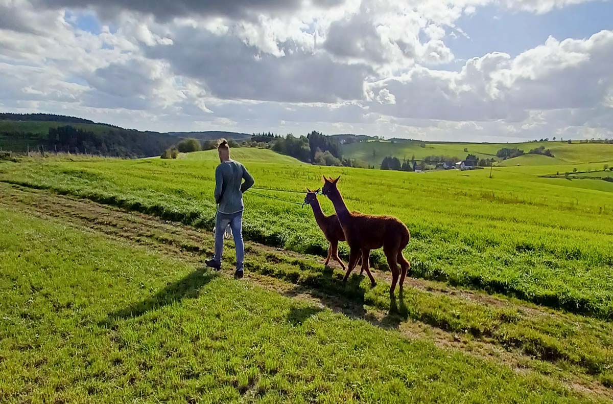 Alpaka-Trekking-Tour für 2 Plütscheid (6 Std.) - Mit Alpakas durchatmen: Natur erleben, Ruhe finden Alpaka-Trekking-Tour für 2 Plütscheid (6 Std.) - Mit Alpakas durchatmen: Natur erleben, Ruhe finden