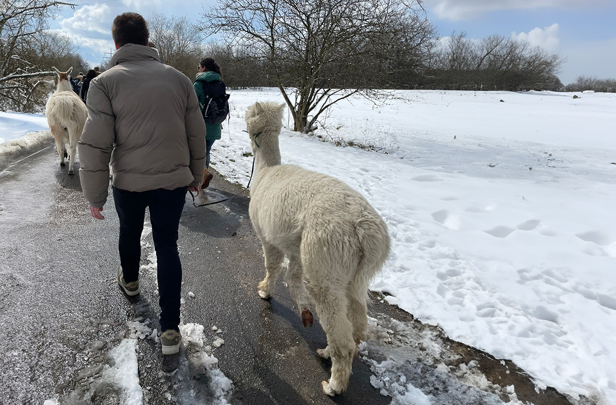 Alpaka Wanderung Eifel für 2 - Jetzt erleben! in Simmerath Alpaka Wanderung Eifel für 2 - Jetzt erleben! in Simmerath