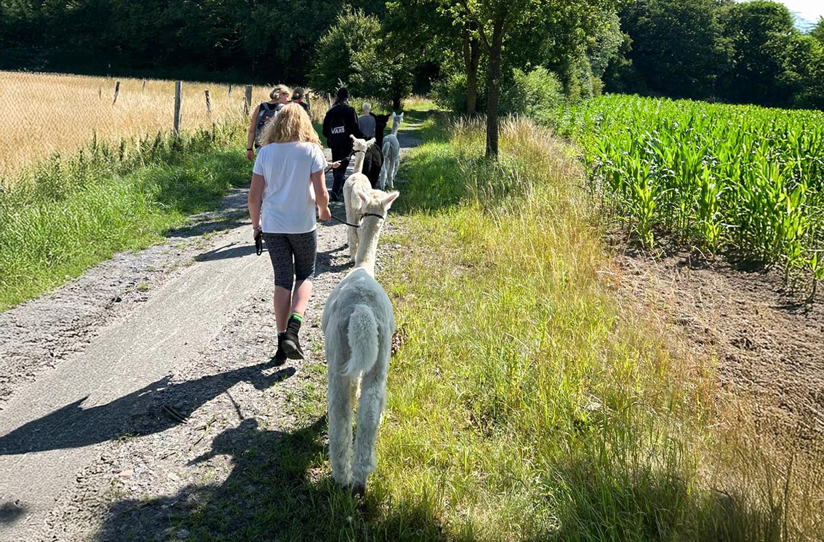 Single-Wanderung mit Alpakas - Alpaka-Ab...