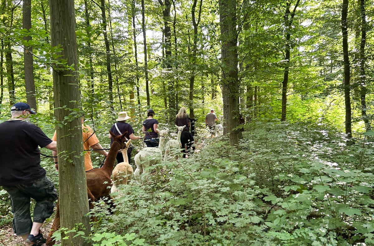 Single-Wanderung mit Alpakas - Alpaka-Ab...