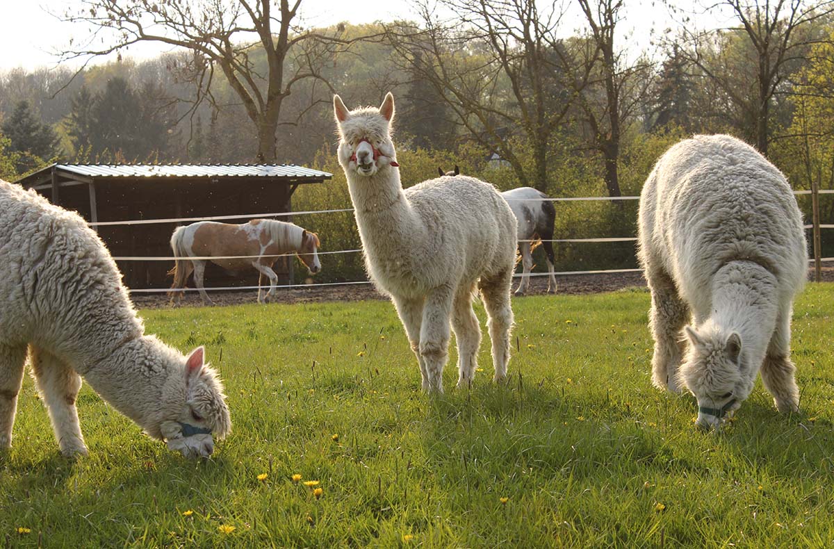 Alpaka Wanderung für 2 Münster - Jetzt...