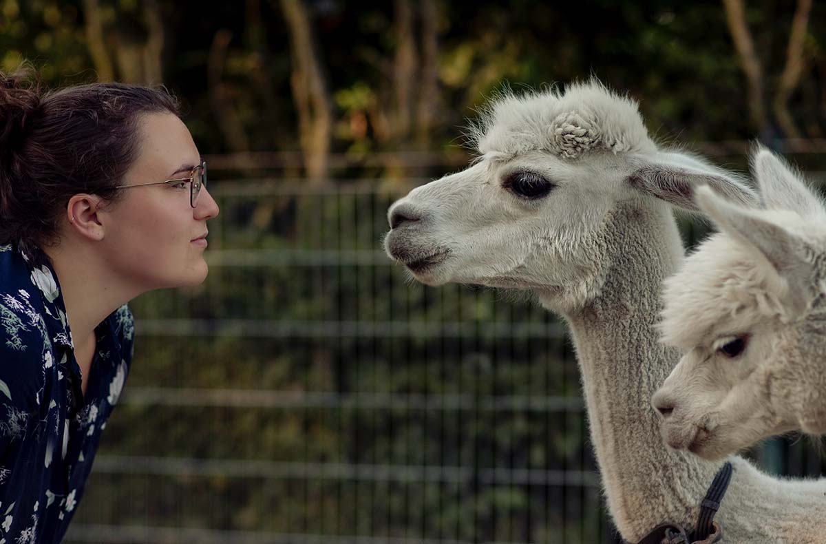 Alpaka Wanderung für 2 Münster - Jetzt...