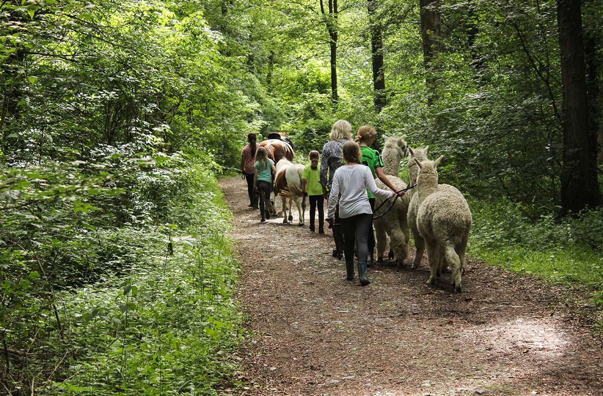 Alpaka Wanderung für 2 Münster - Jetzt...