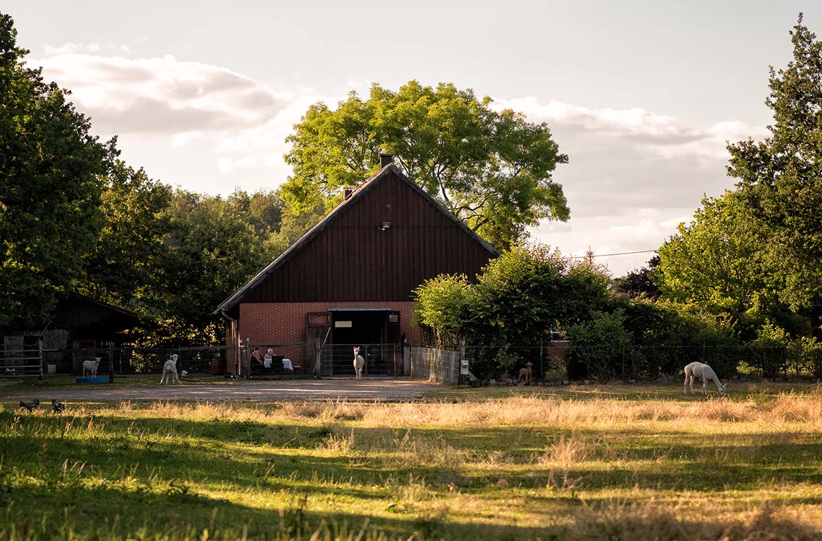 Alpaka Wanderung für 2 Münster - Jetzt...