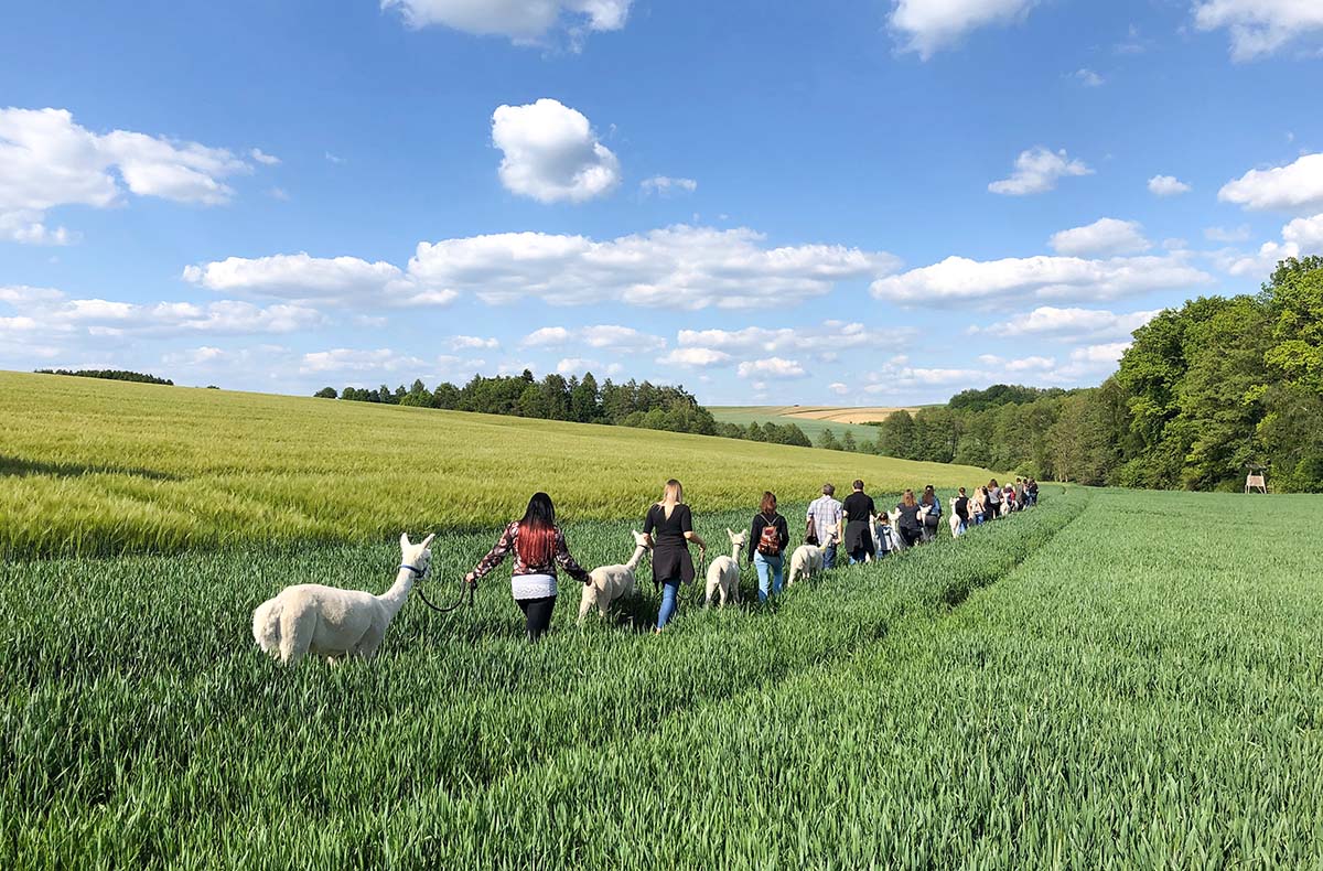 Alpaka Trekking für 2 Raum Dachau (4,5 Std.) in Altomünster