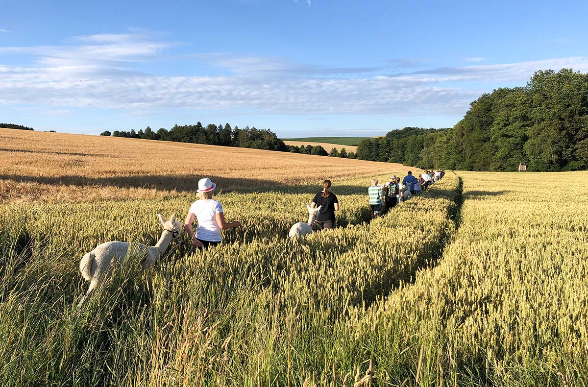 Alpaka Trekking für 2 Raum Dachau (4,5 Std.) in Altomünster