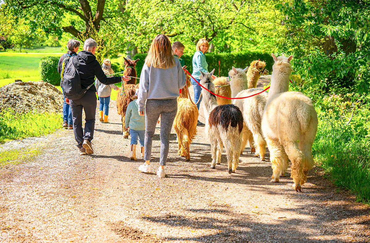 Alpaka Wanderung für 2 Eichendorf Alpaka Wanderung für 2 Eichendorf
