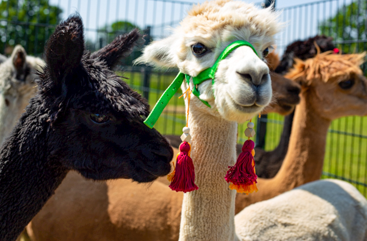 Alpaka Wanderung für 2 Petershagen