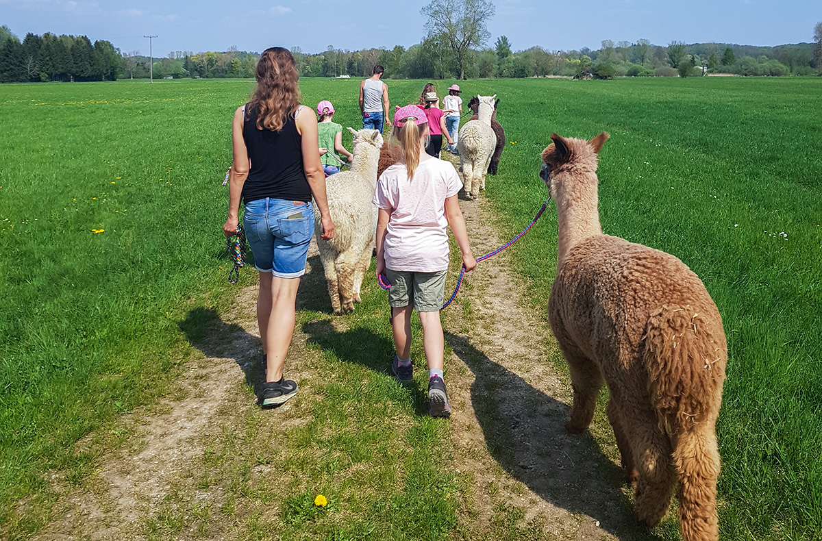 Alpaka Wanderung Günzburg in Jettingen-Scheppach Alpaka Wanderung Günzburg in Jettingen-Scheppach