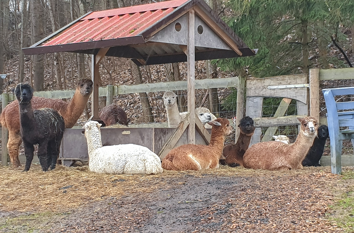 Alpaka Wanderung Günzburg in Jettingen-Scheppach Alpaka Wanderung Günzburg in Jettingen-Scheppach