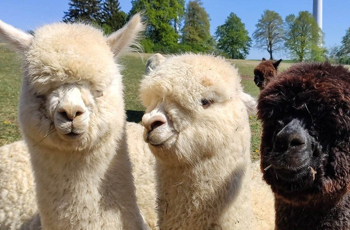 Alpaka Wanderung Mellinghausen 