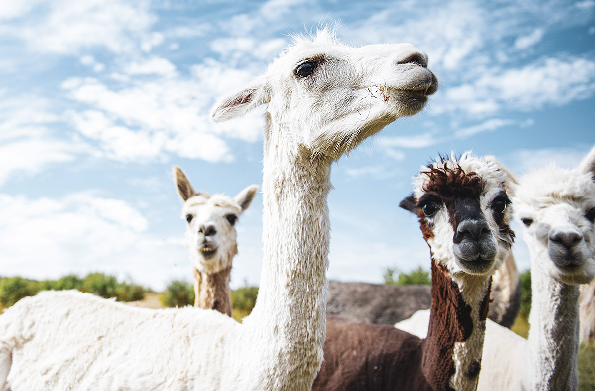 Alpaka Wanderung Münnerstadt Alpaka Wanderung Münnerstadt