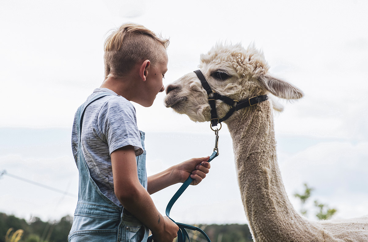 Alpaka Wanderung Münnerstadt Alpaka Wanderung Münnerstadt