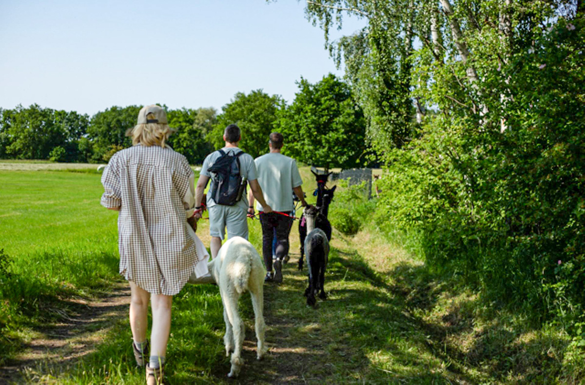 Alpaka Wanderung Petershagen