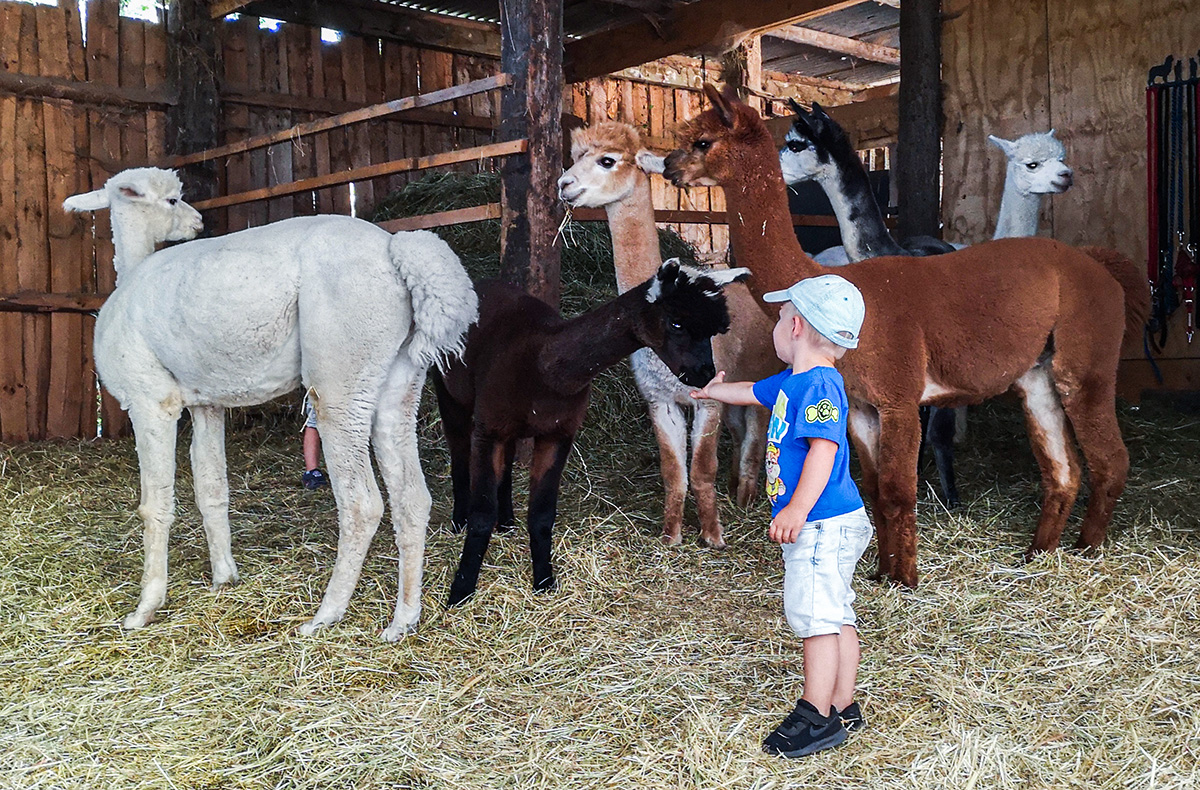 Alpaka Wanderung Querfurt