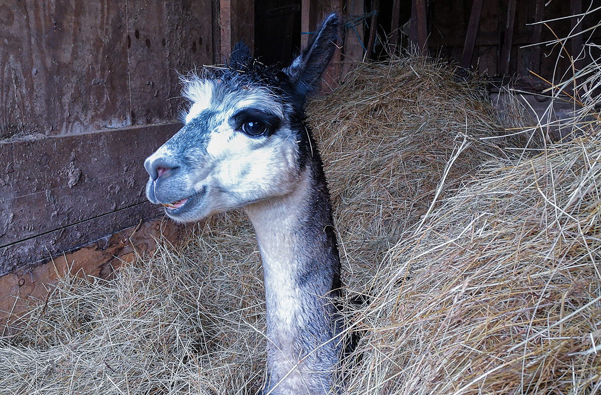 Alpaka Wanderung Querfurt