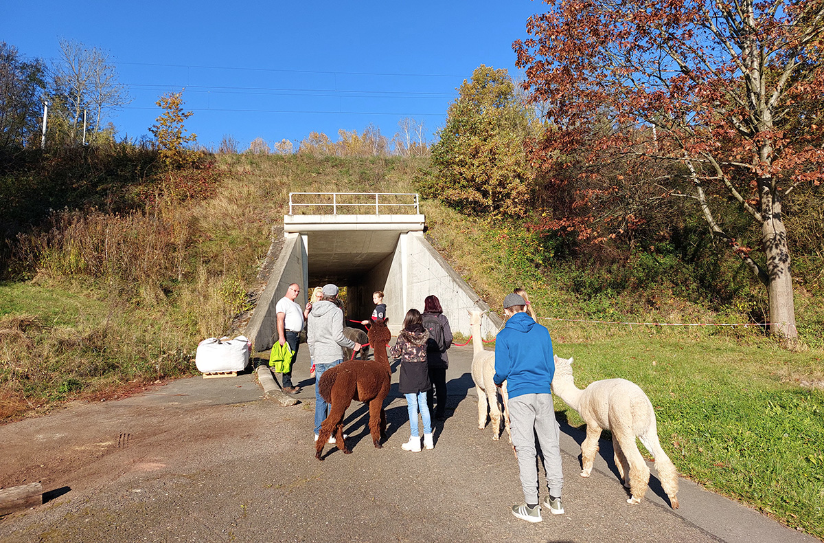 Alpaka Wanderung St. Egidien Alpaka Wanderung St. Egidien