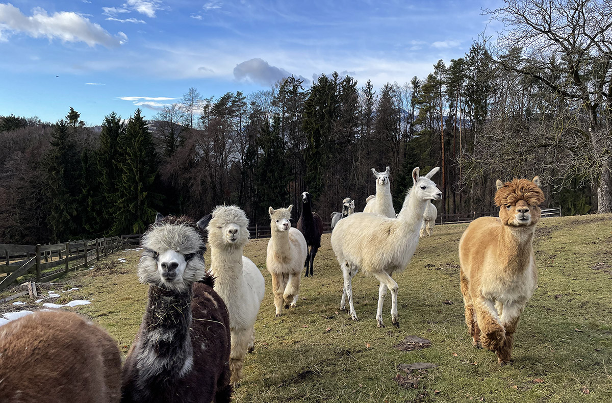 Alpaka Wanderung Tragöß Alpaka Wanderung Tragöß
