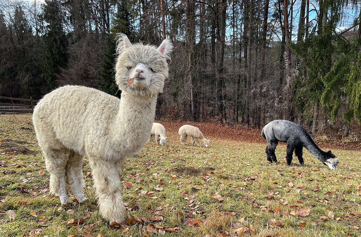 Alpaka Wanderung Tragöß Alpaka Wanderung Tragöß
