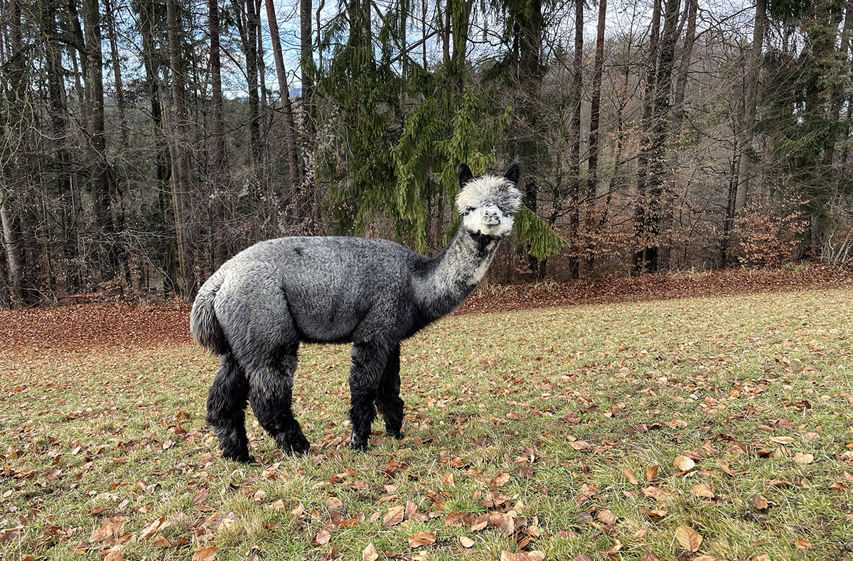 Alpaka Wanderung Tragöß Alpaka Wanderung Tragöß