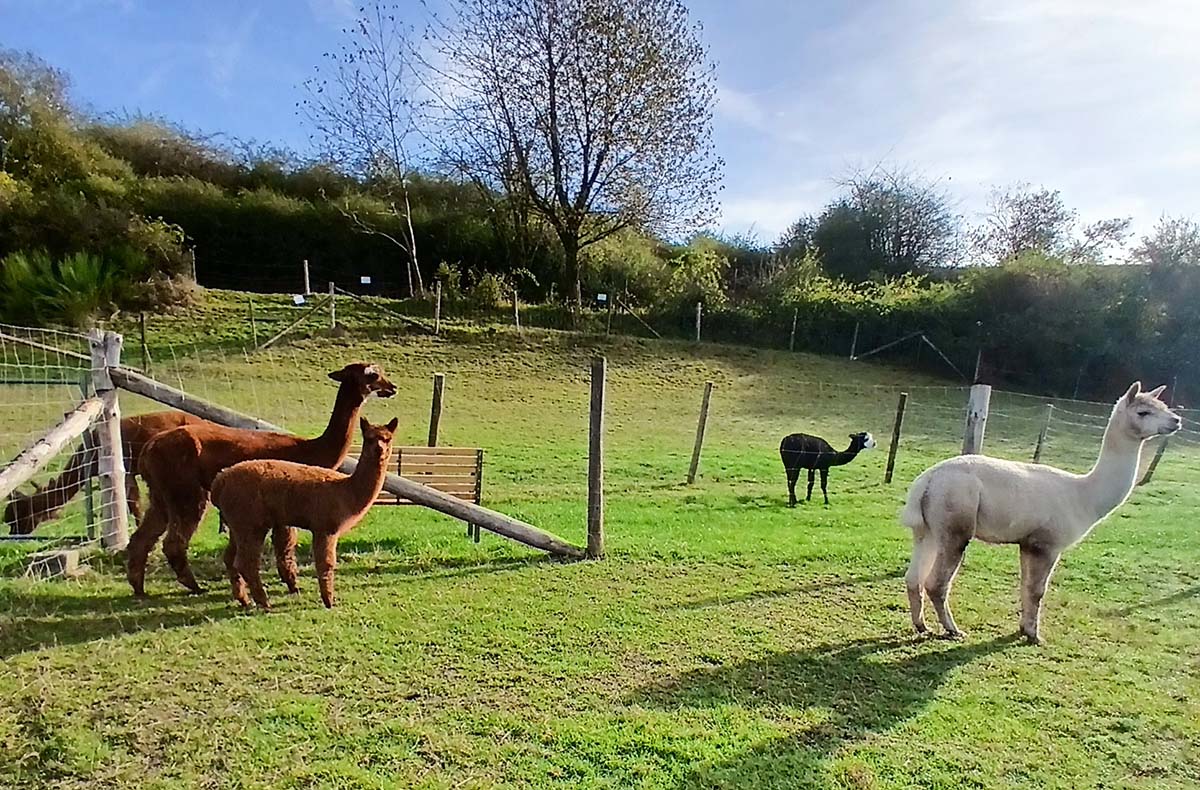 Alpakaerlebnis für Kinder Plütscheid - Mit Alpakas durchs Glück: Natur ganz nah Alpakaerlebnis für Kinder Plütscheid - Mit Alpakas durchs Glück: Natur ganz nah