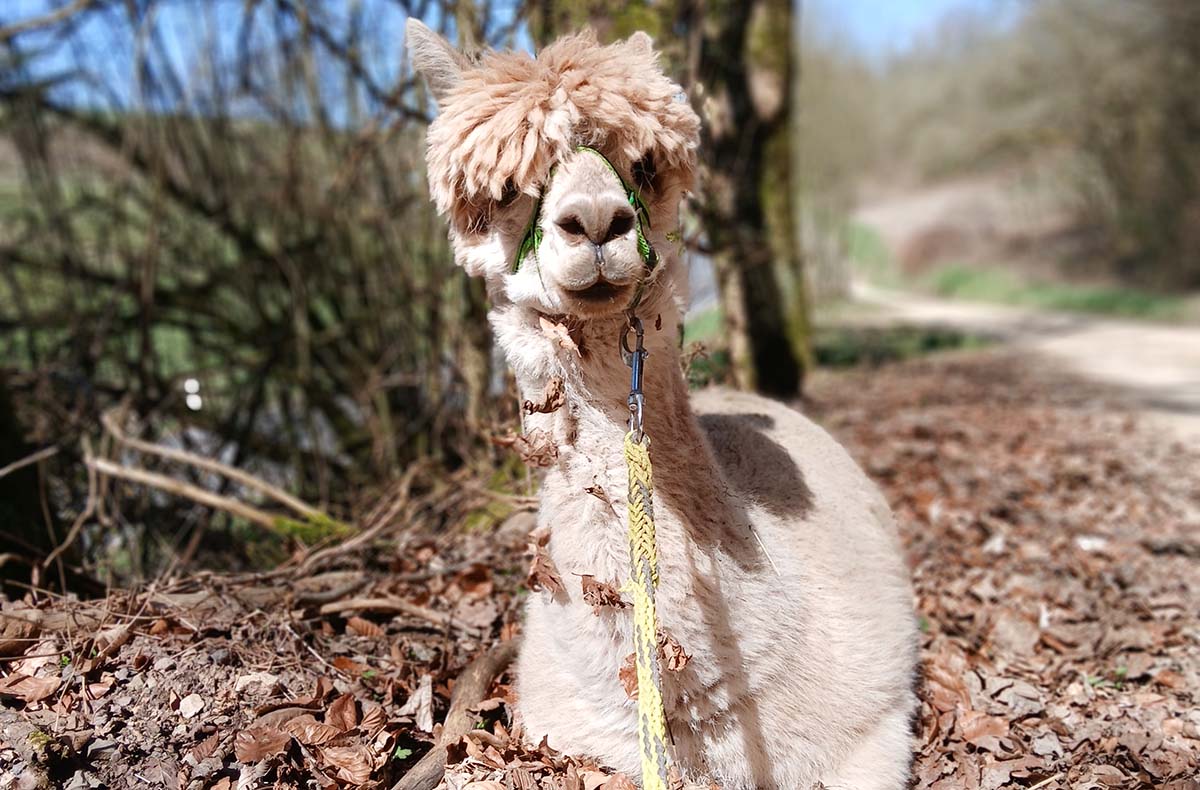 Alpakaerlebnis für Kinder Plütscheid - Mit Alpakas durchs Glück: Natur ganz nah Alpakaerlebnis für Kinder Plütscheid - Mit Alpakas durchs Glück: Natur ganz nah