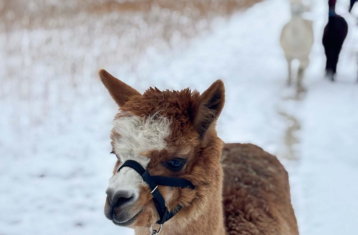 Exklusiver Alpakaspaziergang im Winter durch den Naturpark Augsburg - Winterzauber mit Alpakas erleben in Waldkirch