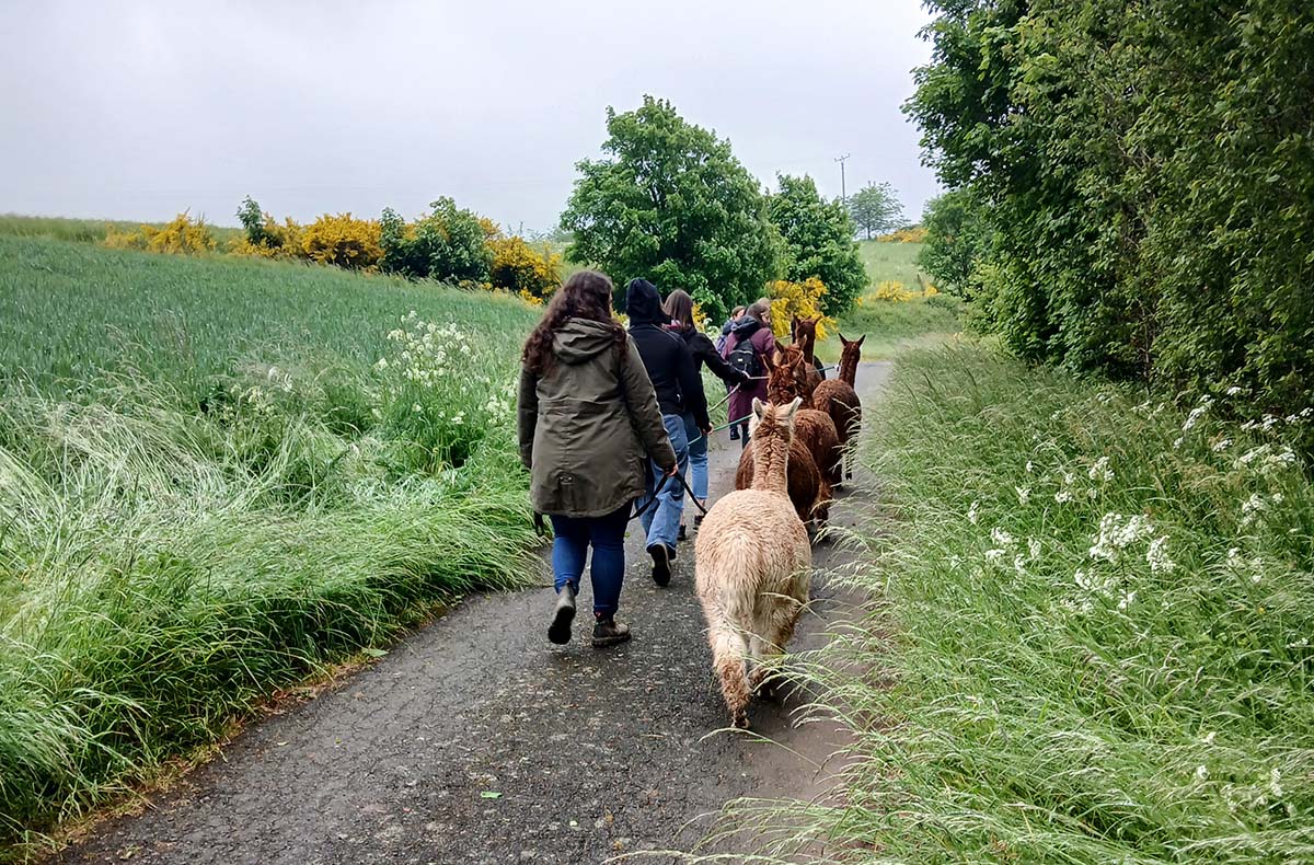 Alpakawanderung Plütscheid (2 Std.) - M...