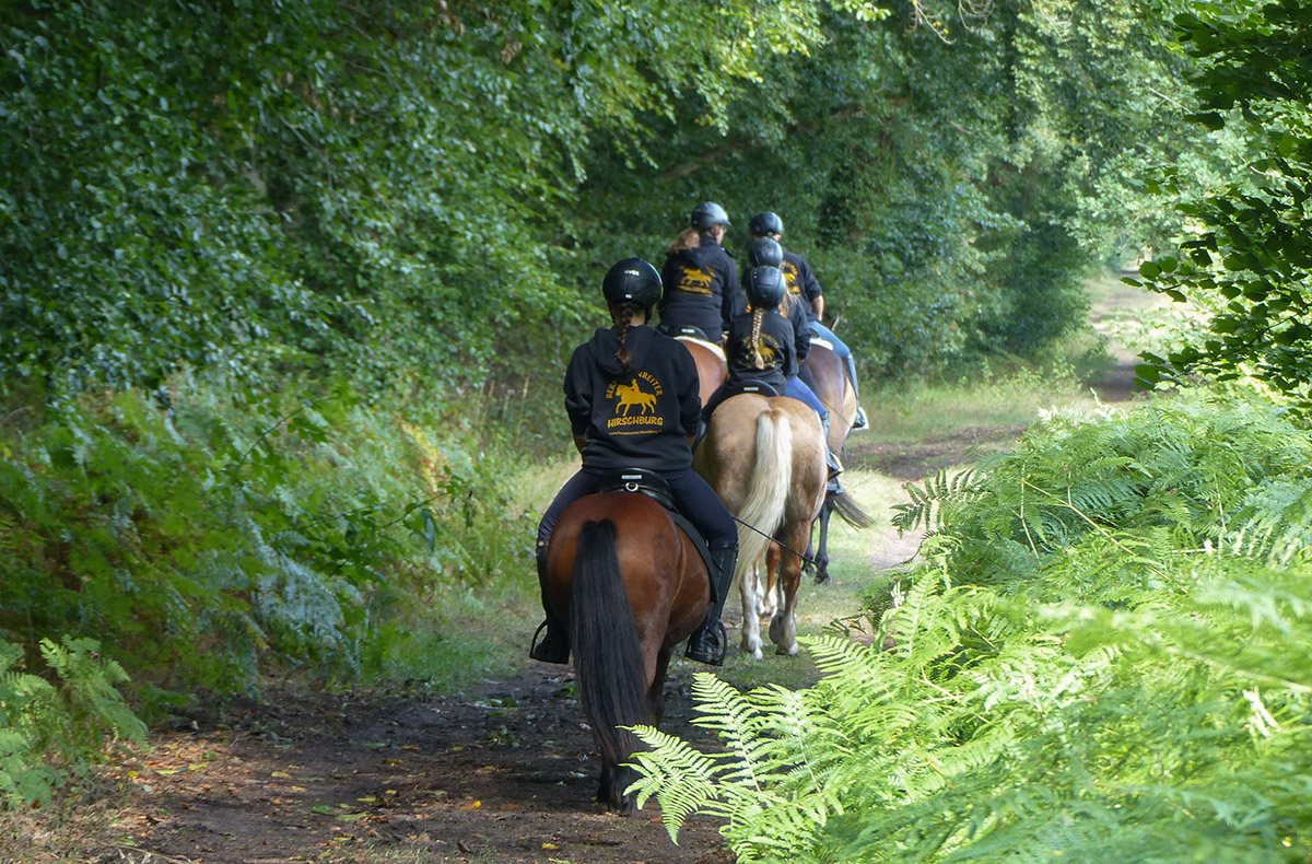 Ausritt für Anfänger - Erlebe Freiheit: Dein erster Pferdeausritt! in Ribnitz-Damgarten,Barth,Kuhlen-Wendorf,Bad Doberan