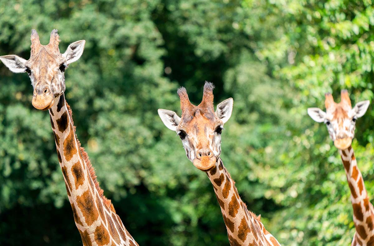 2 Tag(e) Außergewöhnlich Übernachten im Serengeti-Park inkl. Bus-Safari für 2 (1 Nacht) inkl. Frühstück
