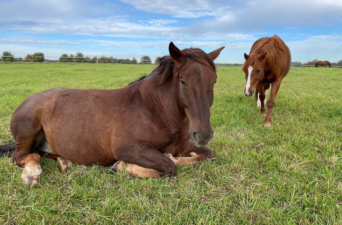 Auszeit mit Pferden Grumbach Auszeit mit Pferden Grumbach