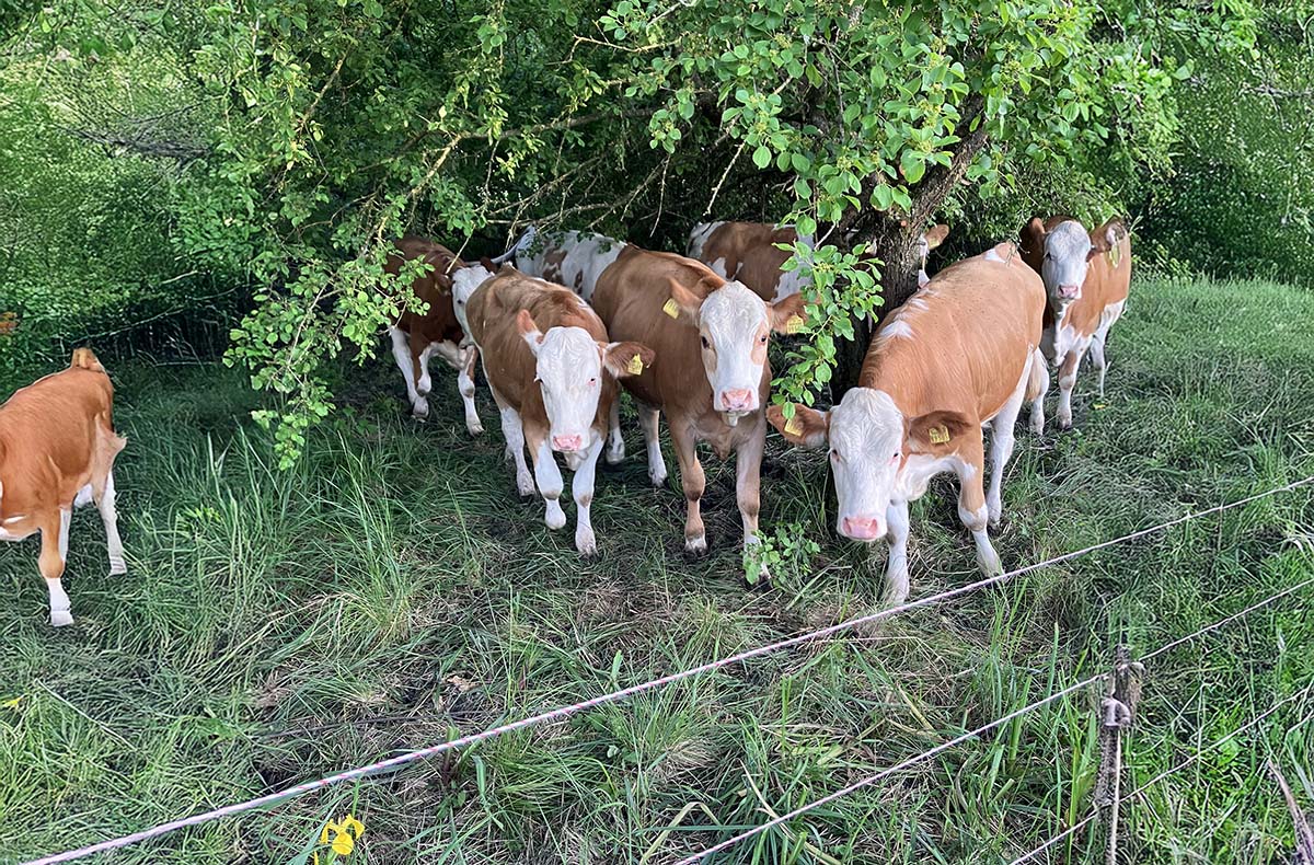Bauernhof Besuch Mertingen