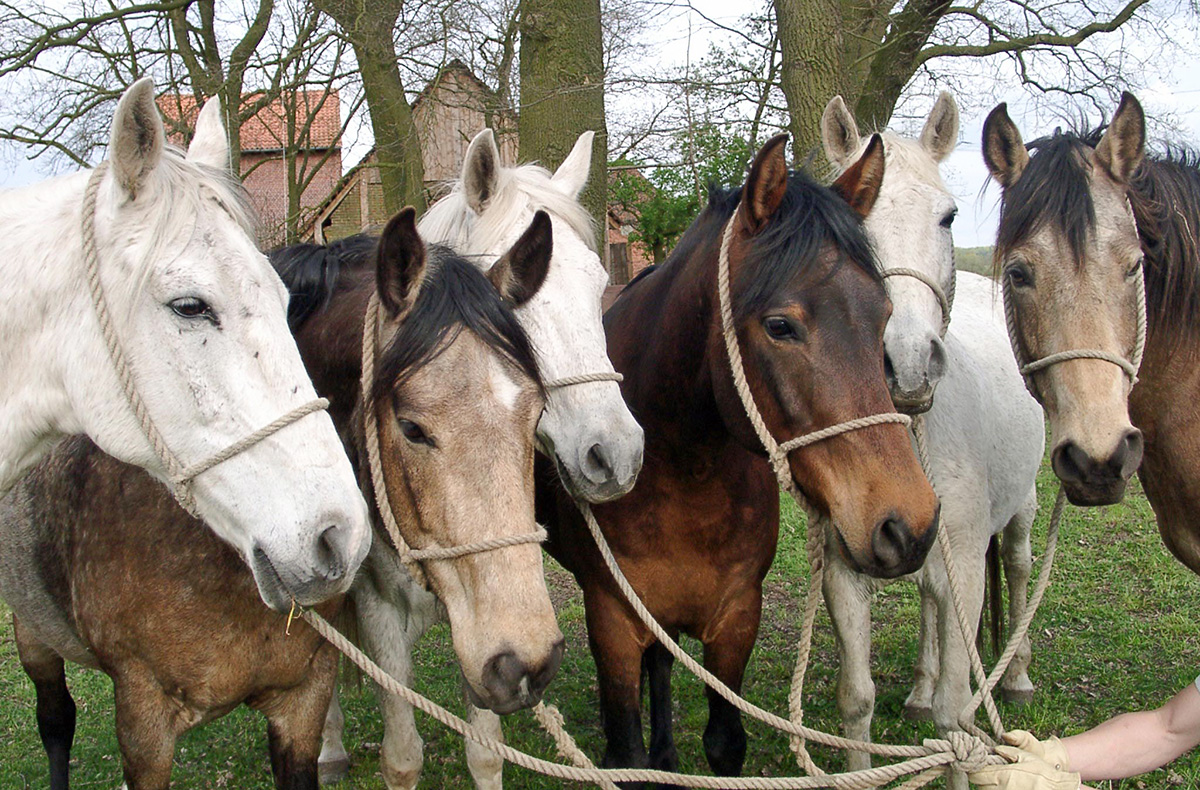 Berittenes Bogenschießen Neustadt am Rübenberge