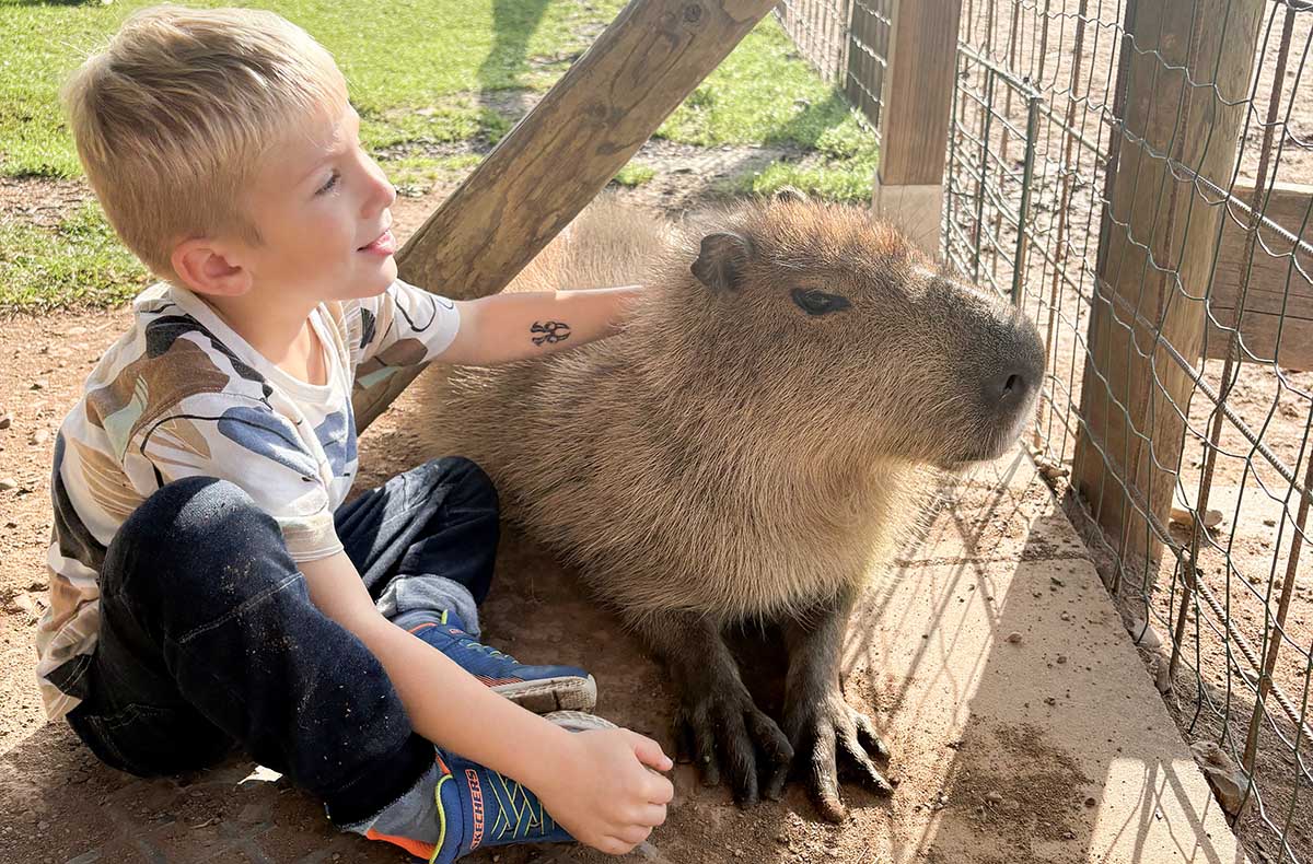 Capybara streicheln Wulften - Vorschau I