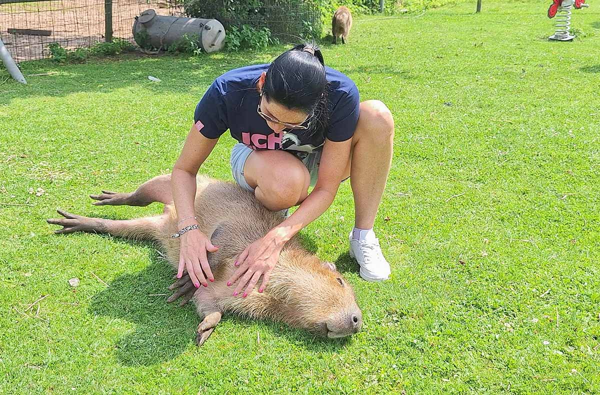 Capybara streicheln Wulften - Vorschau II