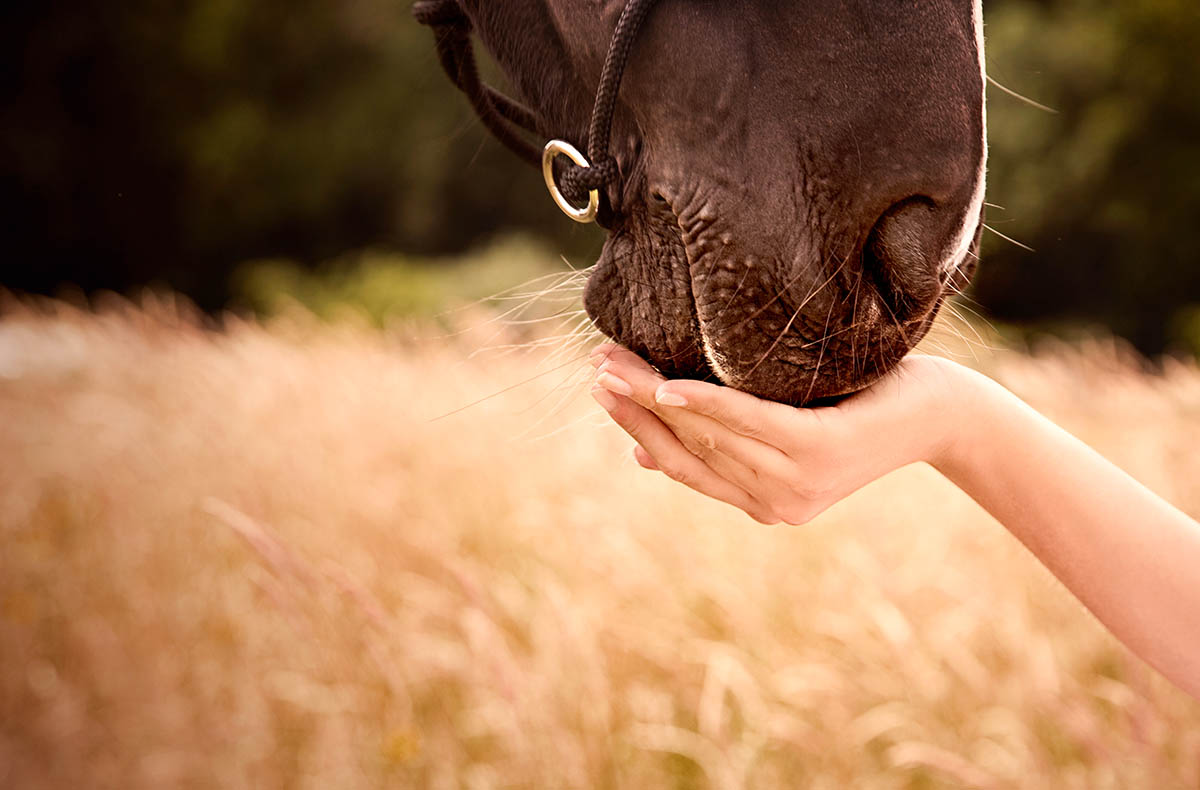 Coaching mit Pferden Grumbach