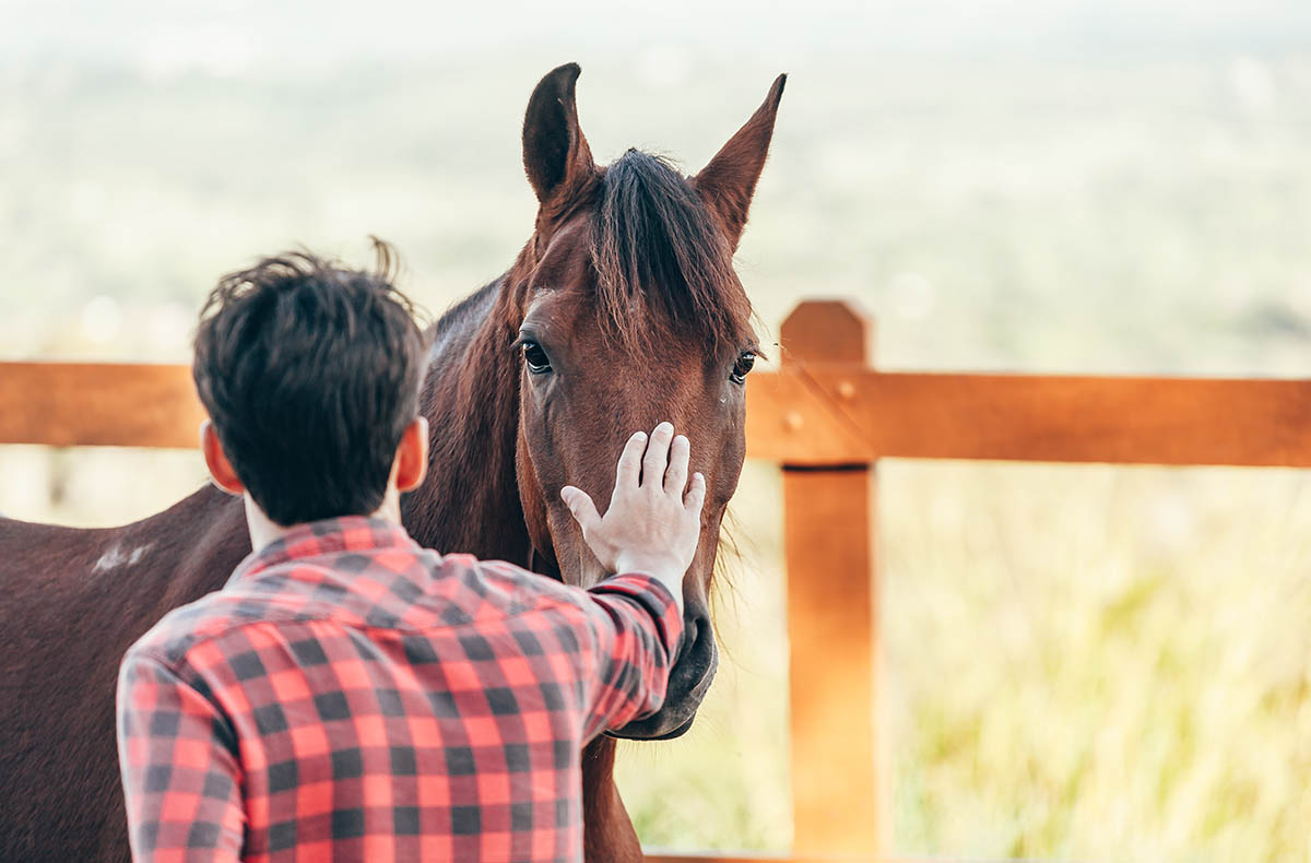 Coaching mit Pferden Grumbach