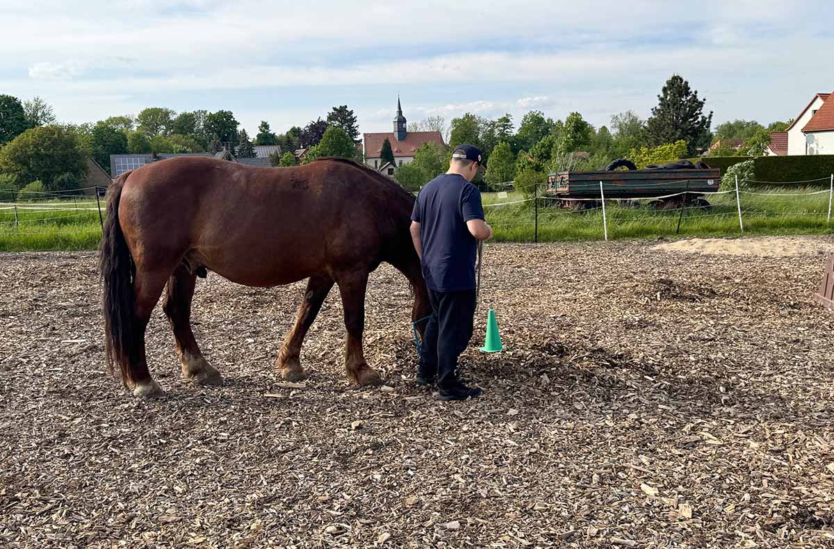 Coaching mit Pferden Grumbach