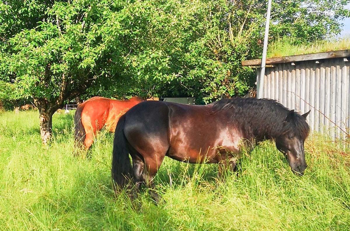 Eins sein mit der Pferdeherde Emmingen-L... Eins sein mit der Pferdeherde Emmingen-L...