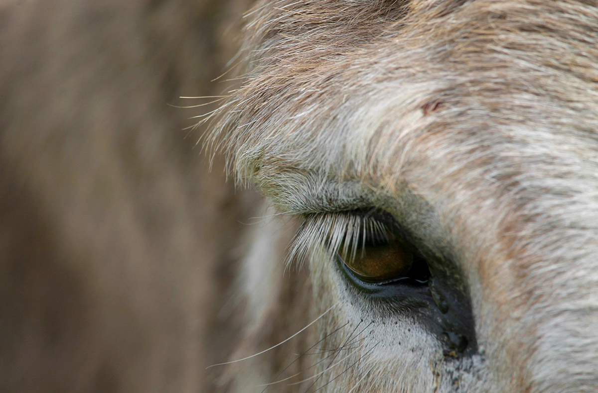 Eselwanderung Kuhlen-Wendorf