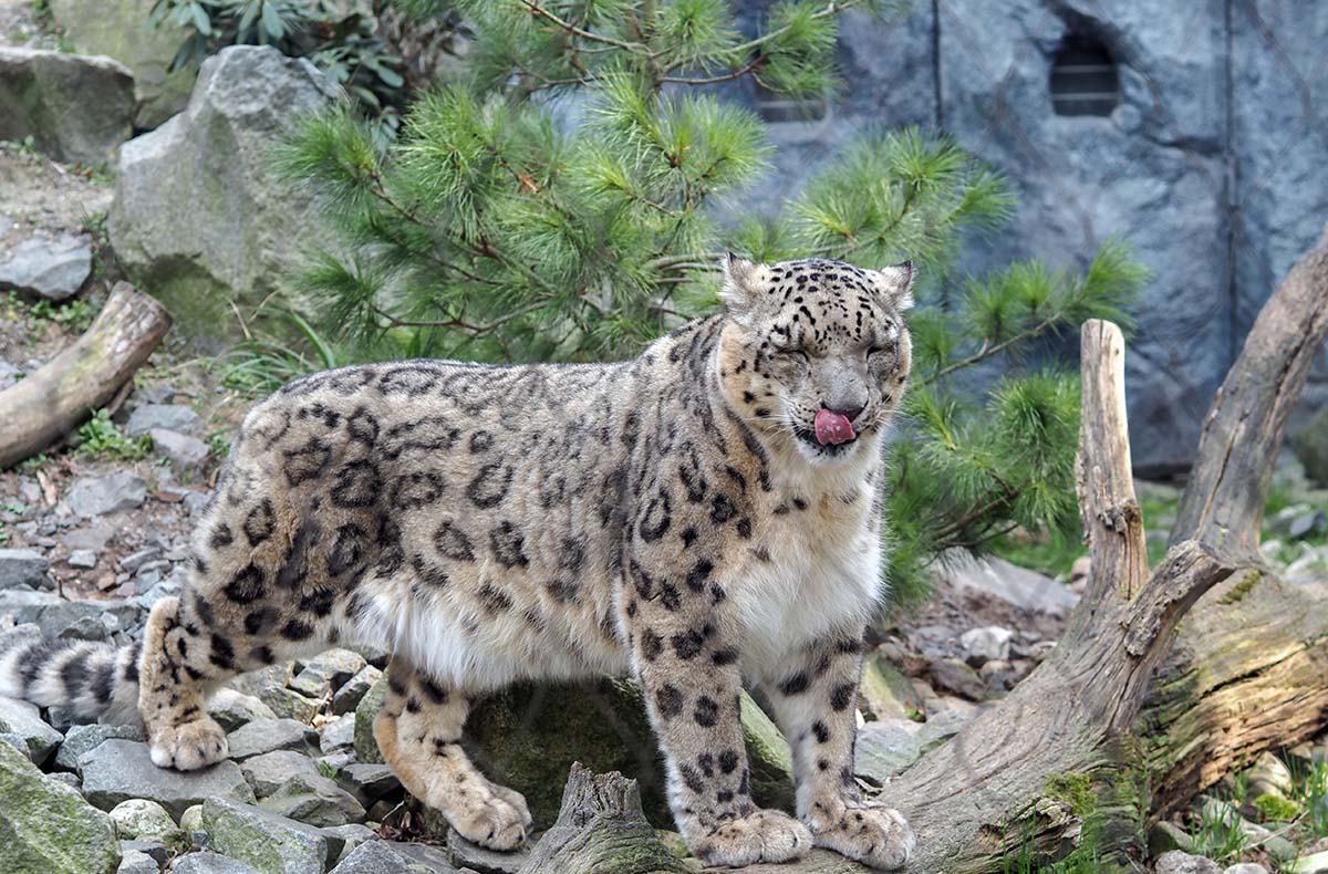 Frühstück & Zoobesuch Leipzig für 2 - Erlebnistag – Ab in den Leipziger Großstadt-Dschungel!