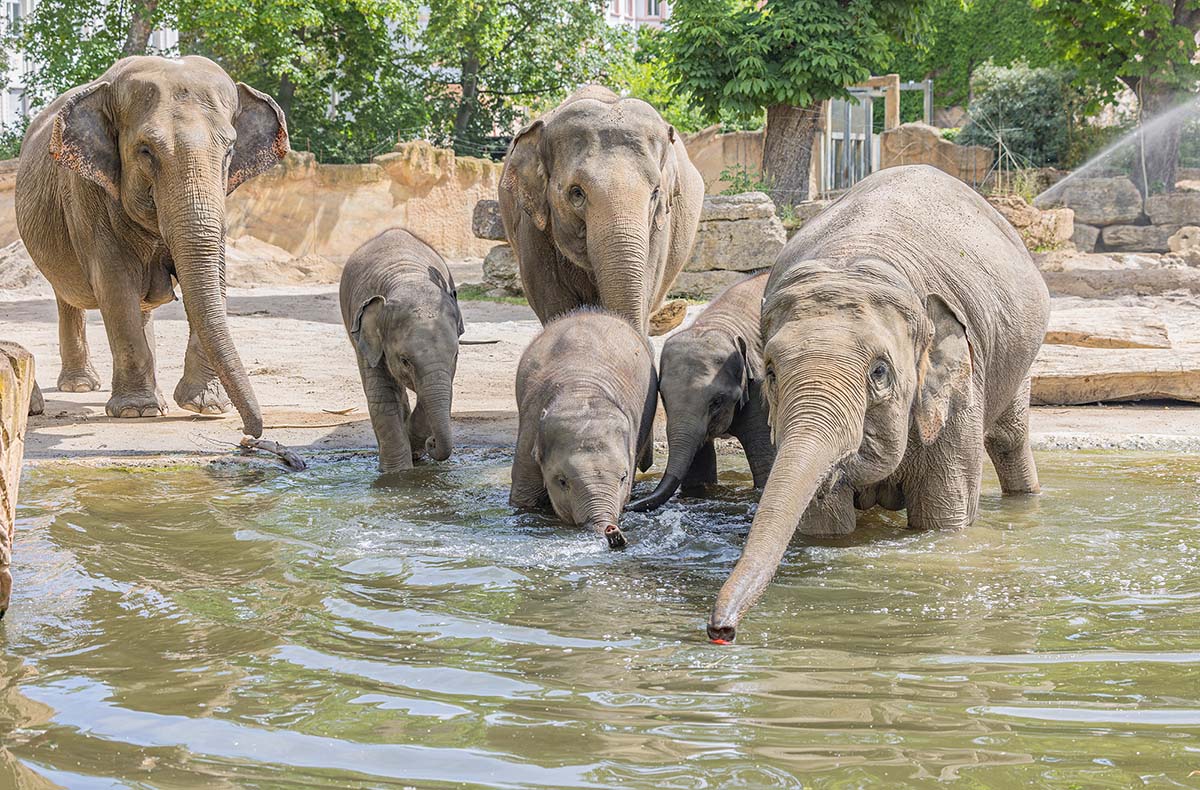 Frühstück & Zoobesuch Leipzig für 2 - Erlebnistag – Ab in den Leipziger Großstadt-Dschungel!