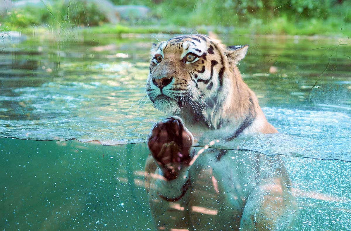Frühstück & Zoobesuch Leipzig für 2 - Erlebnistag – Ab in den Leipziger Großstadt-Dschungel!