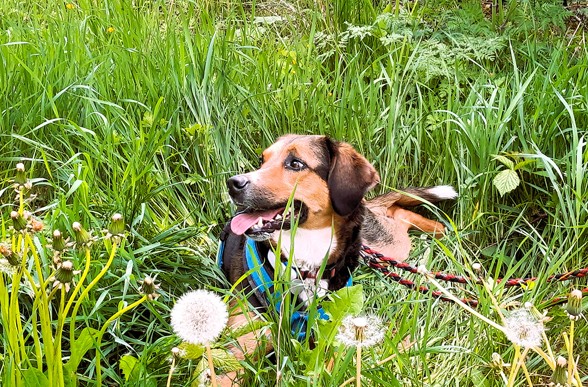 Geführte Wanderungen mit Hund - Wandern mit Wau-Effekt: Natur trifft Hundeglück in Bad Essen,Detmold,Georgsmarienhütte,Trendelburg,Hameln,Marsberg
