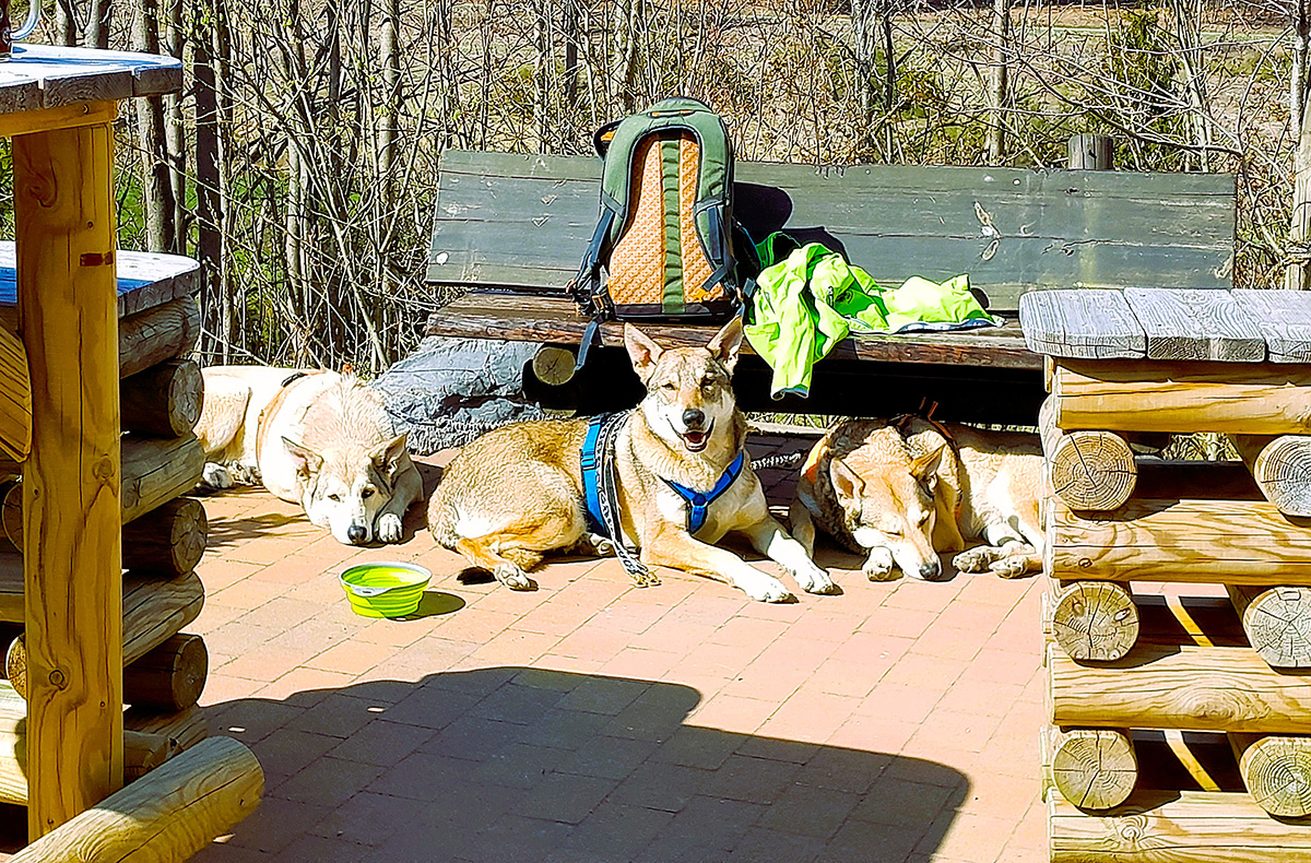 Geführte Wanderungen mit Hund - Wandern mit Wau-Effekt: Natur trifft Hundeglück in Bad Essen,Detmold,Georgsmarienhütte,Trendelburg,Hameln,Marsberg