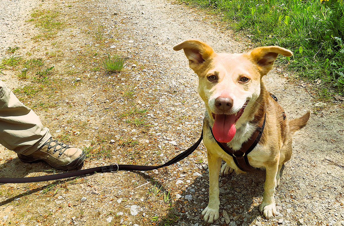 Geführte Wanderungen mit Hund - Wandern mit Wau-Effekt: Natur trifft Hundeglück in Bad Essen,Detmold,Georgsmarienhütte,Trendelburg,Hameln,Marsberg