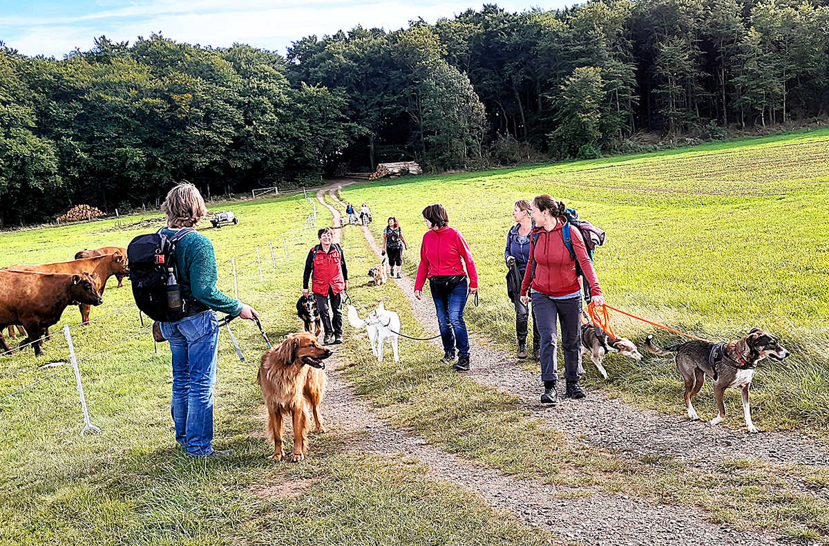 Geführte Wanderungen mit Hund - Wandern mit Wau-Effekt: Natur trifft Hundeglück in Bad Essen,Detmold,Georgsmarienhütte,Trendelburg,Hameln,Marsberg