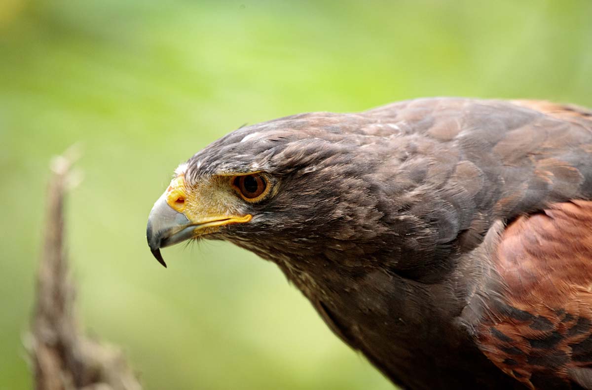 Greifvogelwanderung Voerde