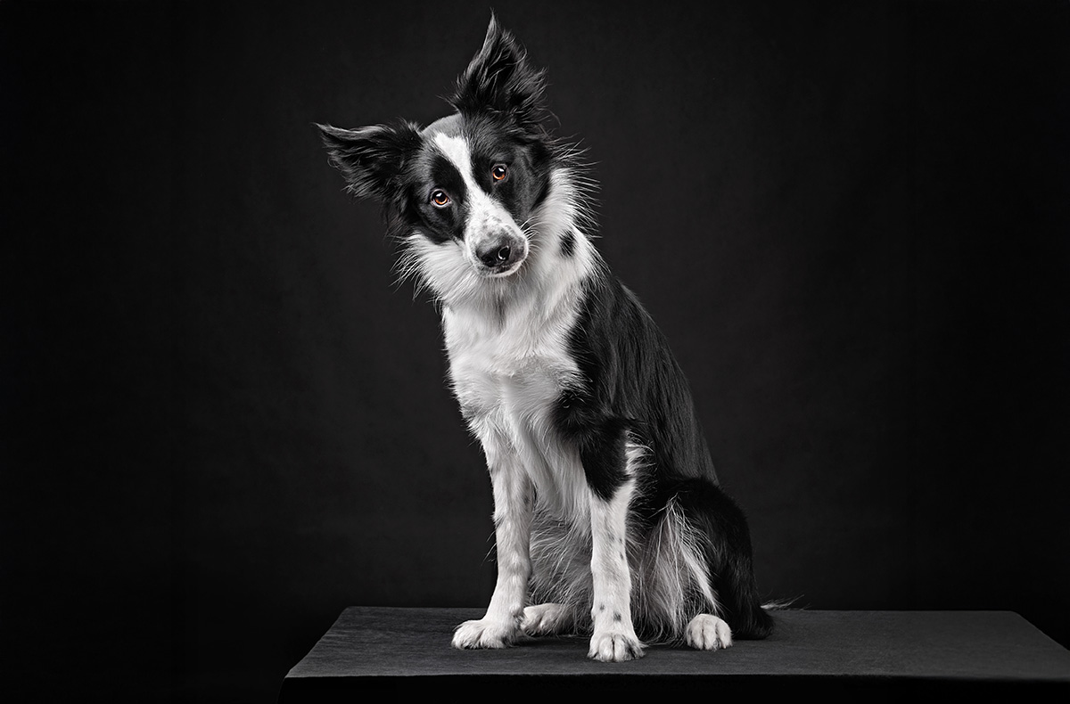 Haustier Fotoshooting Düsseldorf -  in Mitzubringen: Lieblingsspielzeug, Leckerlis, Halsband/Leine und ggf. Accessoires oder Decke für das Tier. Für gemeinsame Fotos auch passende Kleidung des Besitzers Wird gestellt: professionelles Kamera- und Lichtequipment, tierfreundliches Studio mit Hintergründen, Requisiten wie Körbe, Decken und kleine Accessoires je nach Tierart